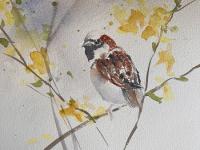 A Favourite Bush Little sparrow sitting within a forsythia bush