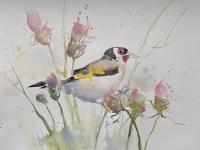 Loving Pink Thistles Goldfinch balancing on pink flowering thistles