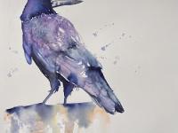 On the lookout Rook in shades of blue/black standing on a post looking over his shoulder