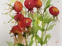  Rose Hip Stems