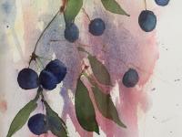 Sloes in the Hegerow