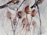 Teasel Time Two goldfinches balancing on teasel stems