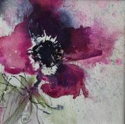 A single deep pink anemone