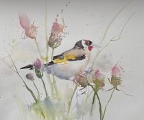 Goldfinch balancing on pink flowering thistles