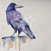 Rook in shades of blue/black standing on a post looking over his shoulder