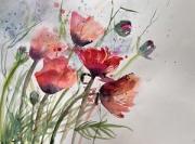 Pink poppies bending over to the right in the wind.