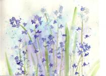 Bluebells