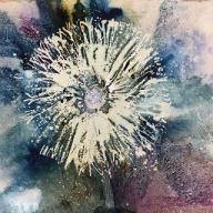 White dandelion clock with mauve/blue background