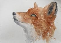 Red fox against a white background looking up.