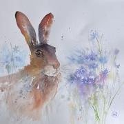 Brown hare sitting in a meadow amongst cornflowers
