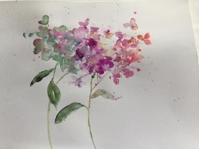 Hydrangea heads against white background