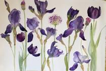 Dark purple irises, pink alliums and black tulips