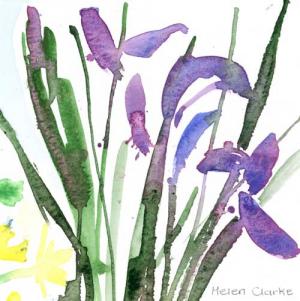 Irises 2