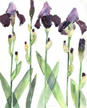 Irises 1