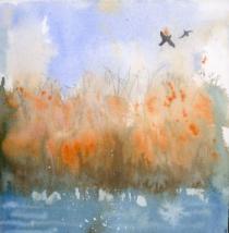 Birds flying across golden reeds and water Wicken Fen