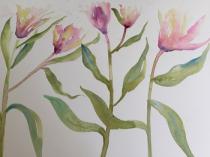 5 lilies  swaying together against a white background with green foliage below