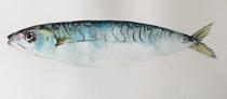 Mackerel with distinctive black markings on blue