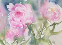 Soft focus pink peonies growing together