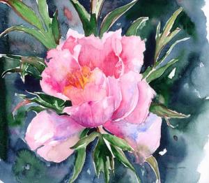 Peony