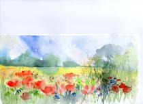 Summer sky over bright poppy meadow