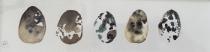 Five quails eggs in a row with distinctive markings