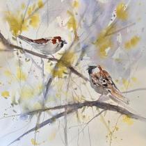 Two sparrows sitting in a forsythia bush