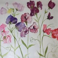 A selection of pink, purple sweetpeas