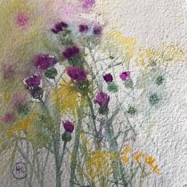 Purple Knapweed and yellow daisies 