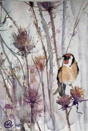 Golddfinch sitting amongst teazels