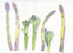 asparagus2