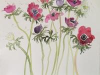 Anemones Pink, red and mauve anemone flowersagainst a white background