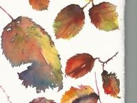 Bramble Leaves Brightly coloured bramble leaves in Autumn