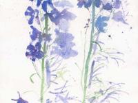 Blue_Delphiniums_Shadow Blue_Delphiniums_Shadow