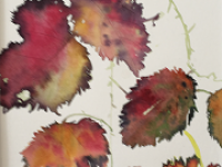 Bramble Leaves Autumn bramble leaves on a white background