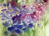 Cornflower meadow. Field of blue and pink cornflowers