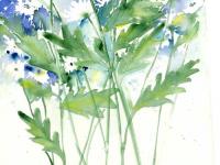 Daisies Daisies