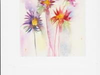 Dahlias