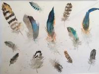 Drifting Feathers Assorted colourful feathers scattered together