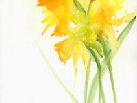 Golden Daffodils Bright daffodils on right side against white background