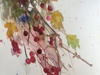 Hawthorn Hawthorn berries spilling out of the hedge in beautiful shades of red