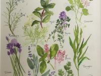 Herb Garden A selection of culinary herbs leaves and flowers with calligraphy labels