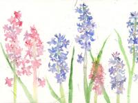 Hyacinths Hyacinths