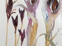 Iris Seed Heads Purple brown seed heads in a lilac gold casing