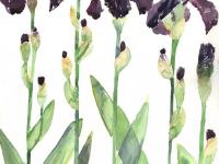 Irises 1 Irises 1
