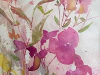 Japanese Knotweed Pink flowers dancing against a pale background