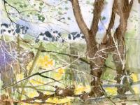 West Country Grazing Cows glimpsed through trees and daffodils