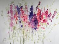 Larkspur Larkspur in various colours against a white background