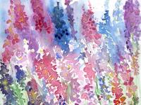 Larkspur Larkspur