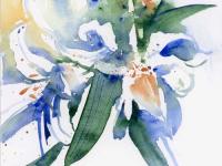 Lilies Lilies