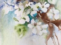 May Blossom Branch White May Blossom with sepia ink and watercolour